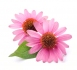 Fiori